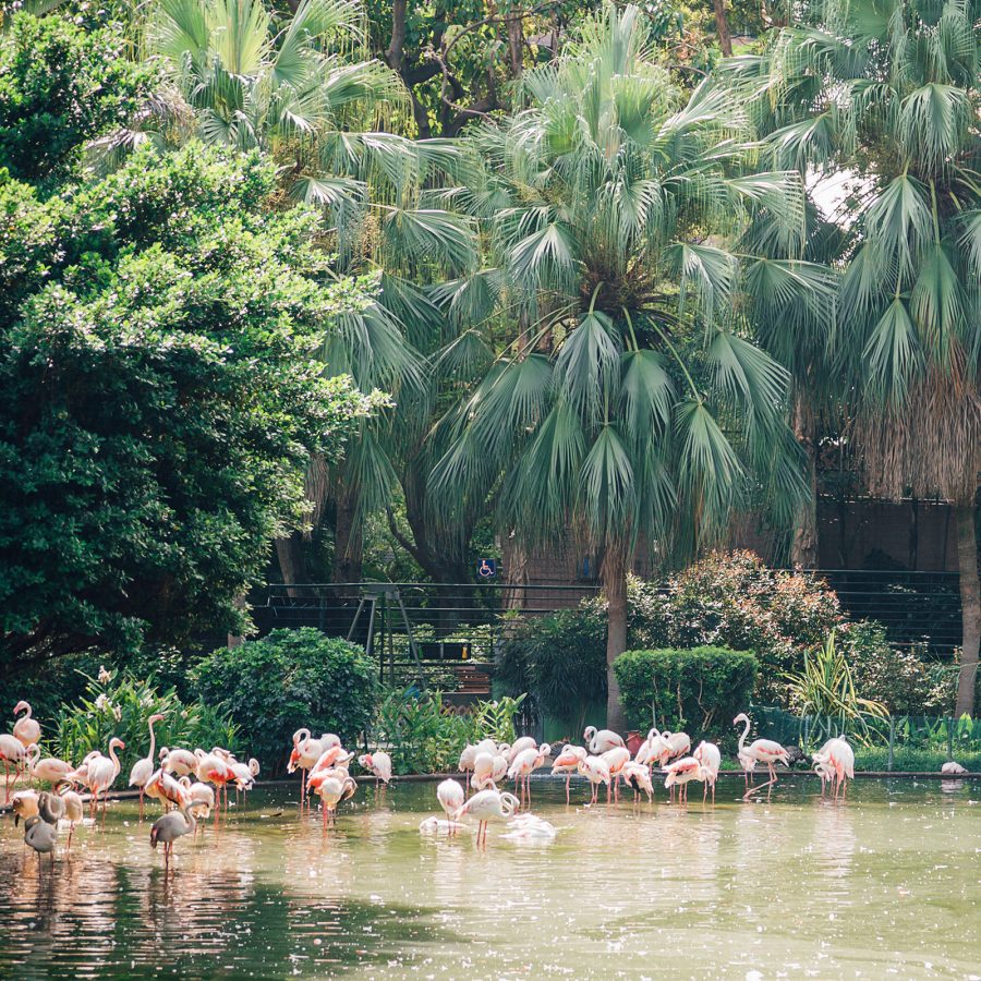 Flamingos hang out in a pond at Kowloon Park.  