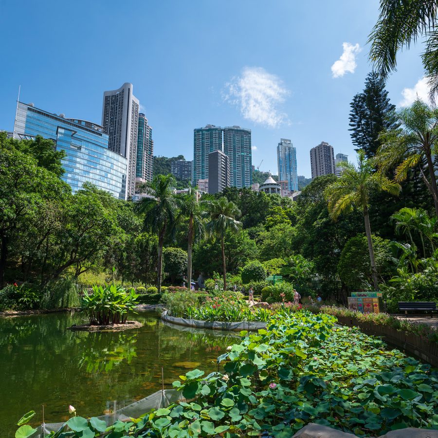 Hong Kong Park has views of Central’s skyscrapers behind a wall of trees surrounding a pond.