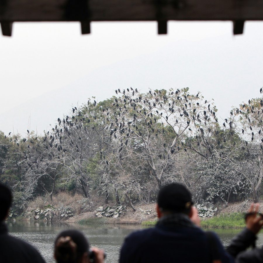 Birdwatchers look at trees dotted with birds from afar.