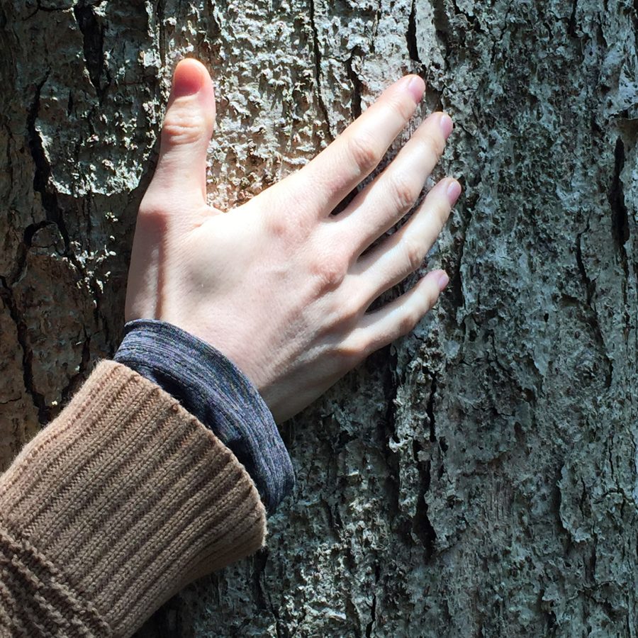 Person touches the bark on a tree as light shines on their hand.
