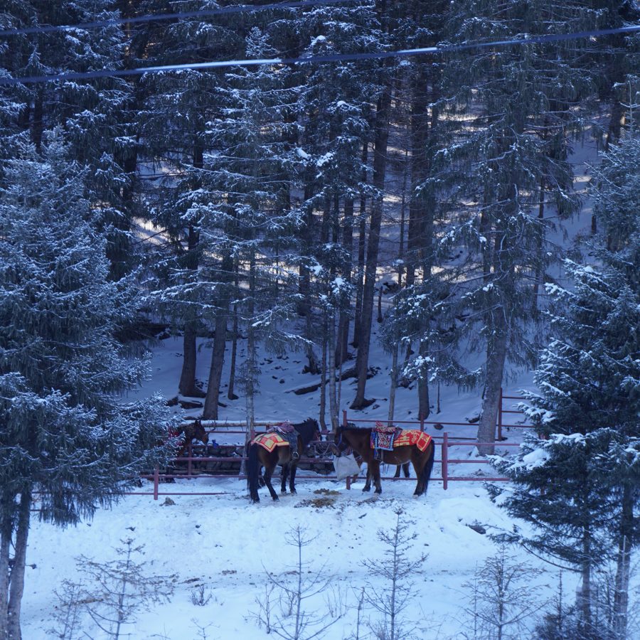 Horses in the snow in Miaoergou Scenic Area.