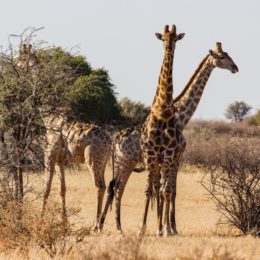 Three giraffes stand close together on a grassy savannah dotted with trees.