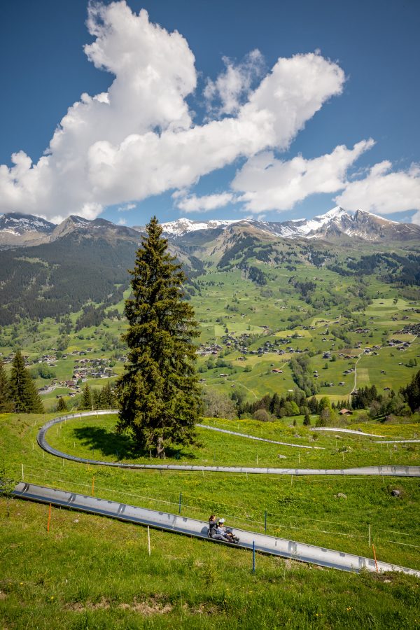 The landscape of Grindelwald is full of green fields and occasional evergreen trees. 