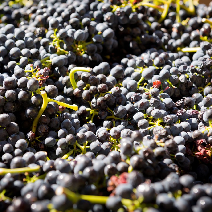 A close-up of harvested grapes shows them reflecting the bright sunlight. 