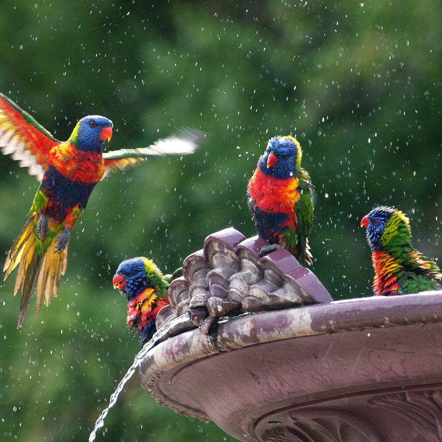 Rainbow lorikeets are seen perching on the edge of a stone fountain at Adelaide Botanic Gardens.