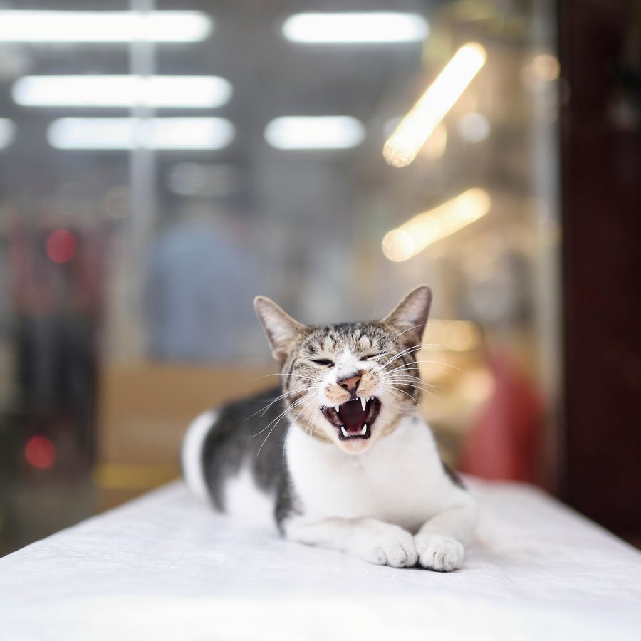 A grey and white cat in a Hong Kong shop meowing at the camera. 