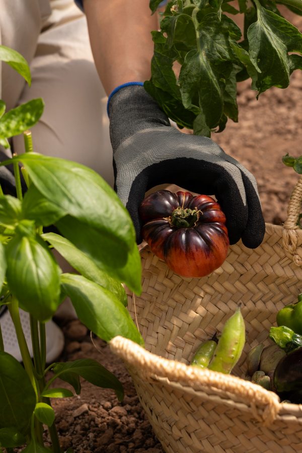 Person picking a red and black tomato at Zem Altea in Alicante in Spain 