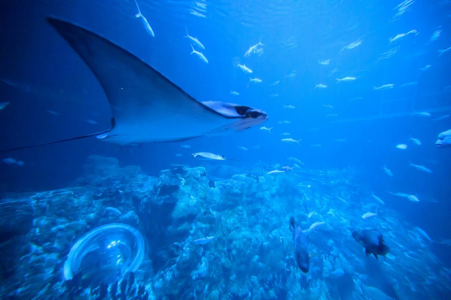 A view of a stingray swimming undewater with a school of fishes at Ocean Park, Hong Kong 