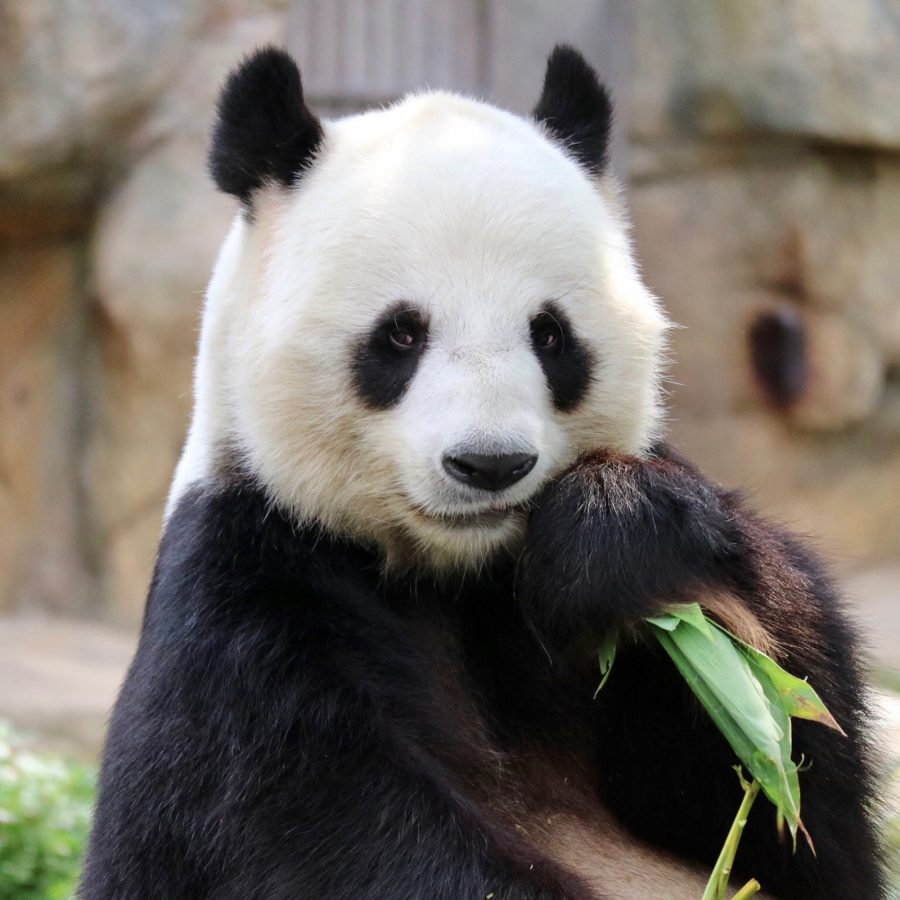 A closeup of a Giant Panda eating a bamboo at Ocean Peark, Hong Kong