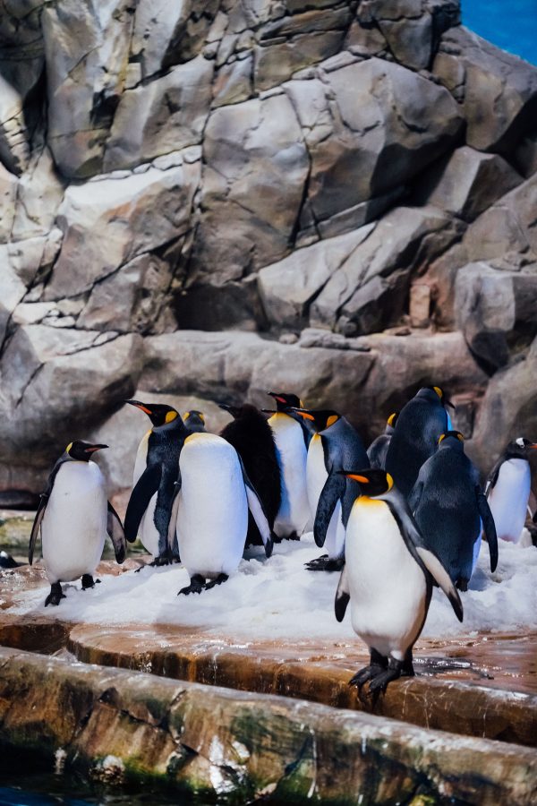 A colony of penguins huddled together with rock structures in the backdrop at Ocean Park, Hong Kong