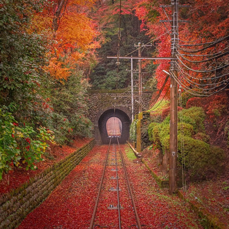 The Takao Tozan Railway cable car runs through a tunnel of crimson leaves during autumn.  