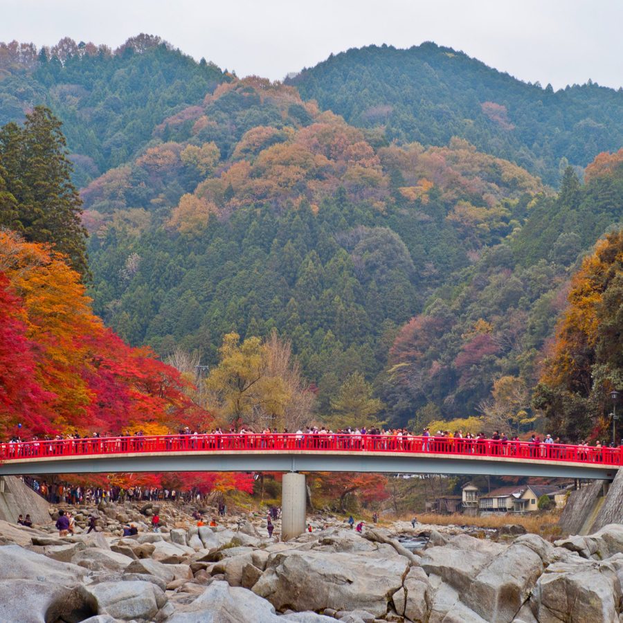 People gather on the red Taigetsukyo, a bridge in Korankei Gorge to take pictures of the autumn leaves. 