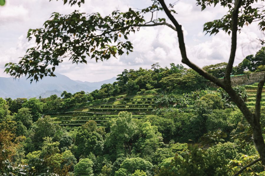 A view of the tea farms where Hong Kong Tea Production Institute grow their leaves