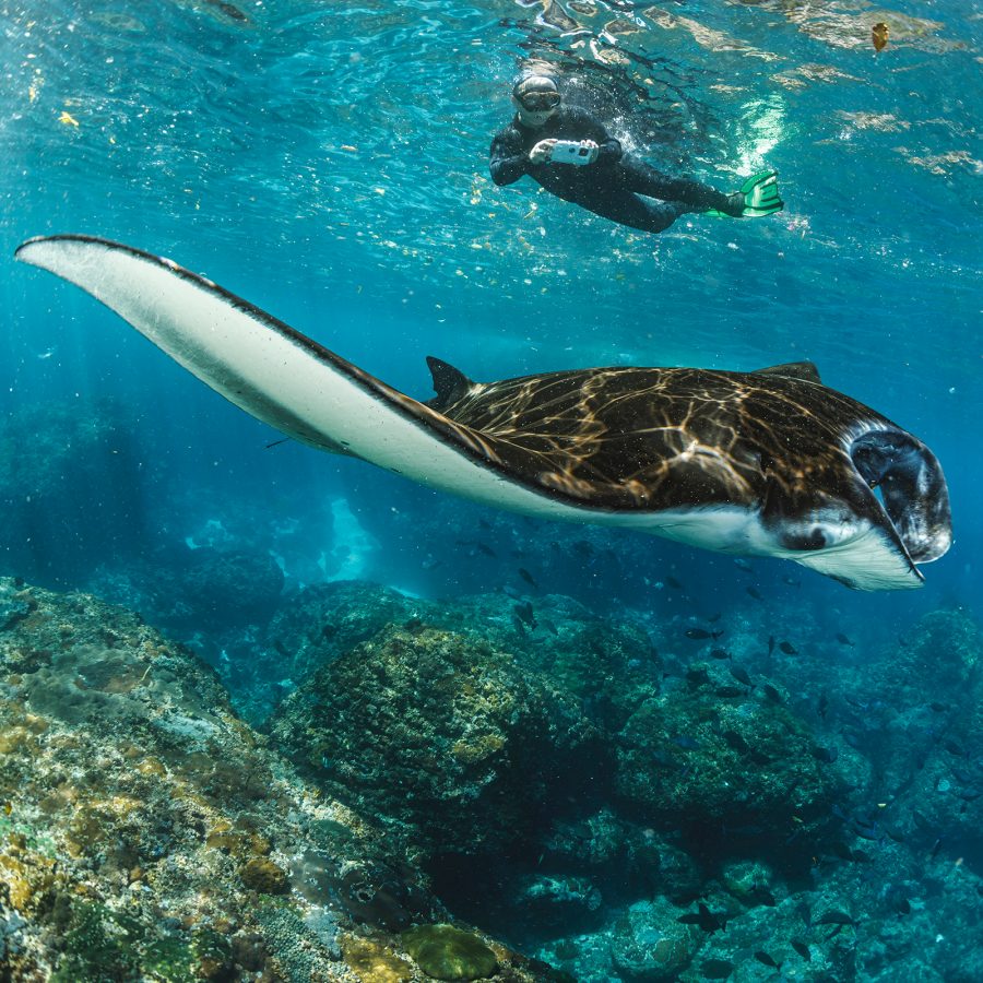 A manta ray swims just beneath the surface of the water as a diver in the background snaps a photo. 