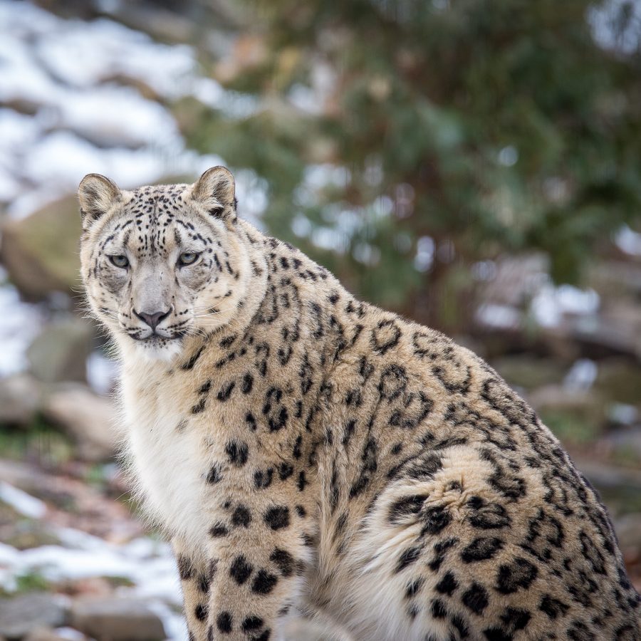 A snow leopard, whose habitat includes the Himalayas, is seen staring into the distance. 