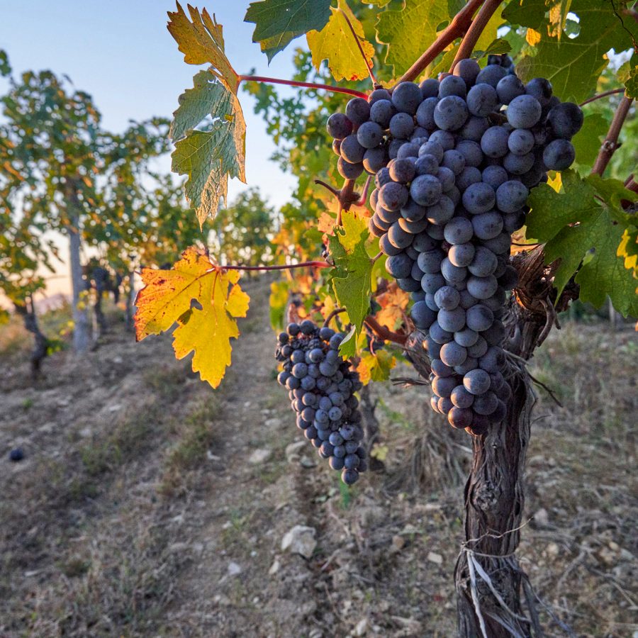 Close-up on grapes hanging on the vine in a Chinese vineyard.