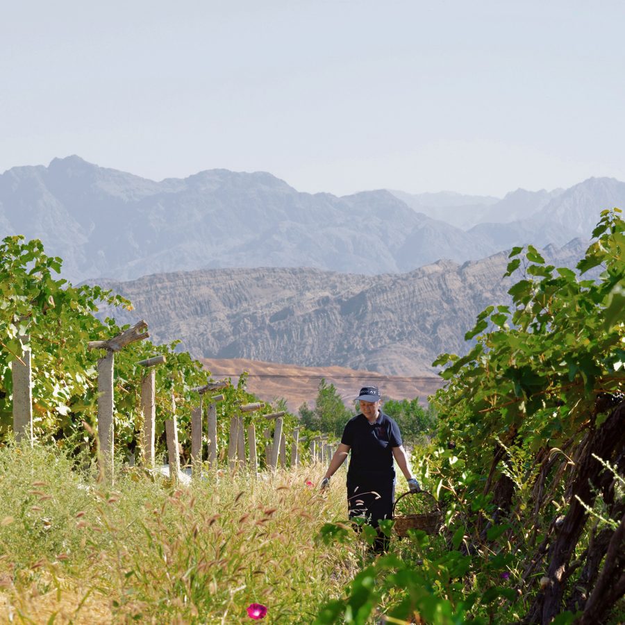 A person strolls between vines at Puchang Vineyard.  