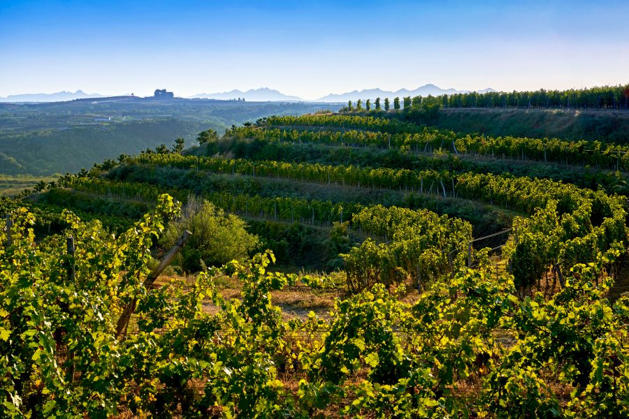 View of a terraced vineyard in China during the daytime.