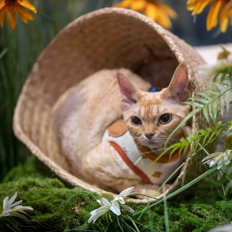 A tawny coloured cat sits in a wicker basket surrounded by greenery.