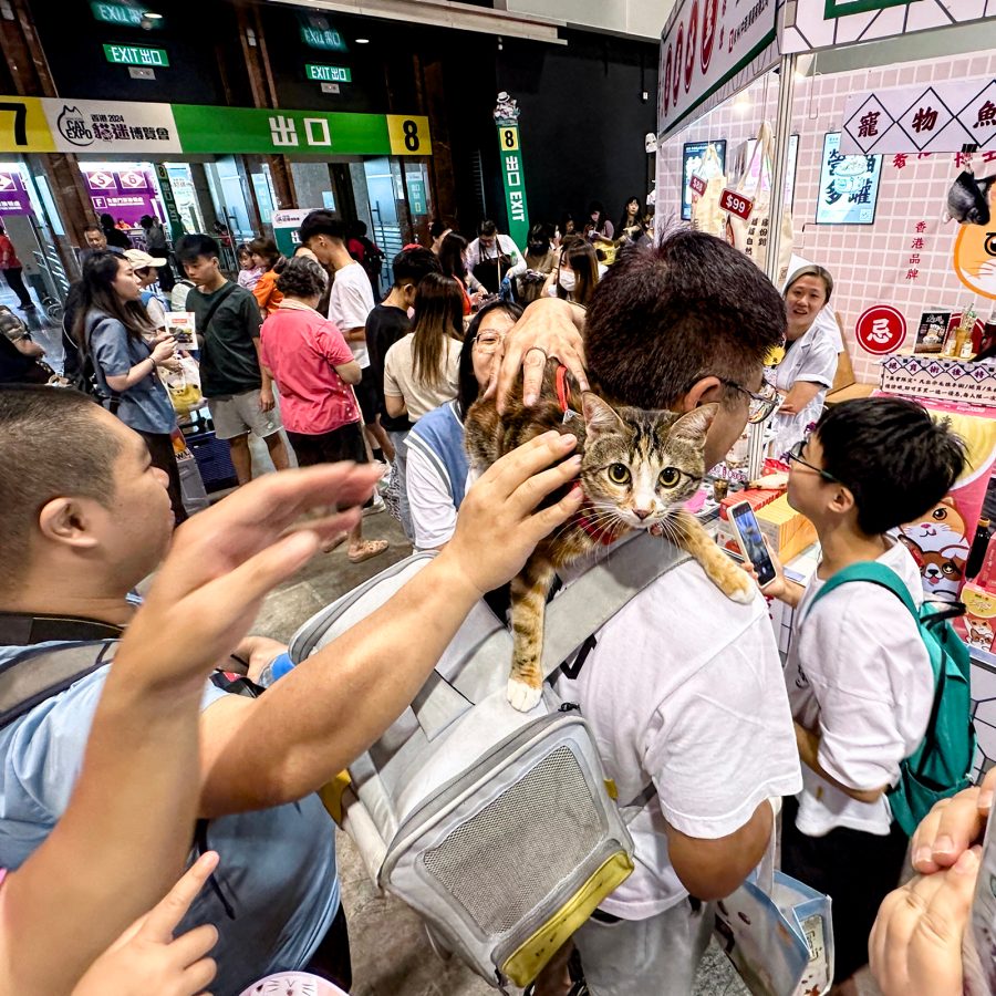 A brown cat stares into the camera as it’s being carried through a crowd at the Hong Kong Cat Expo. 