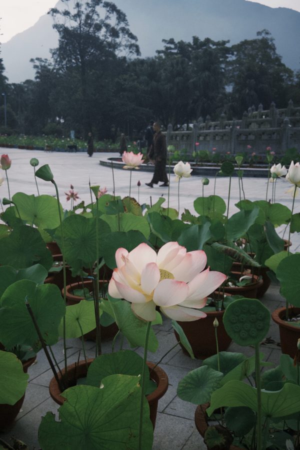 A view of lotuses growing at Lotus Pond Temple in Ngong Ping.