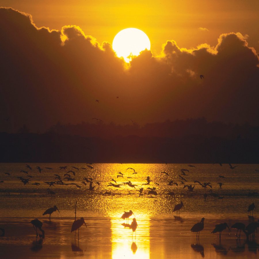 A view of the sunset behind clouds and birds on the shore 