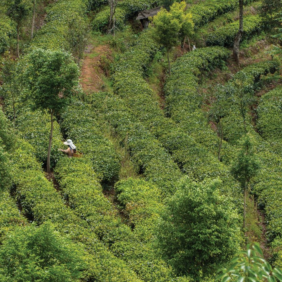 A view of lush tea farm in Yunnan Province, Kunming and a farmer tending to the tea trees