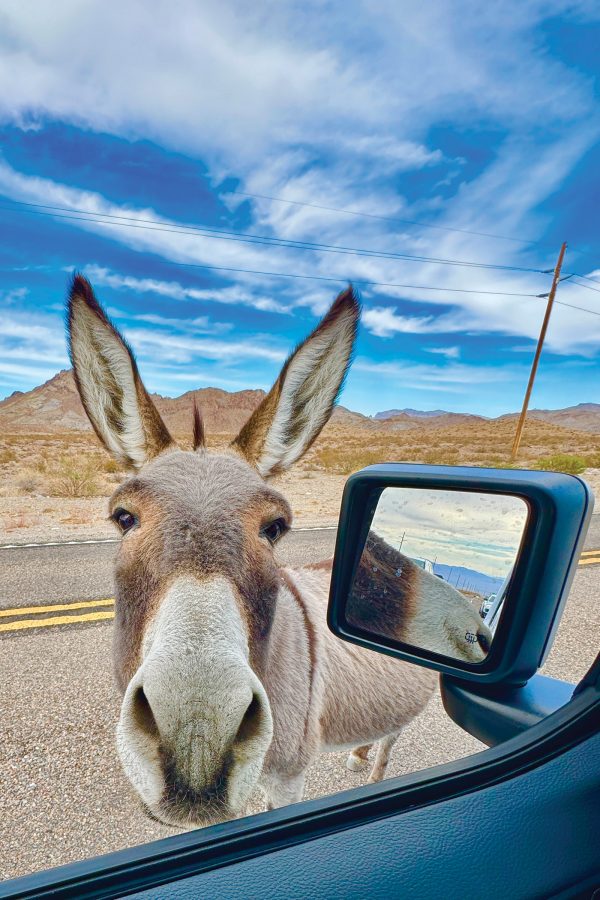 A wild donkey through a car window in Oatman, Arizona.