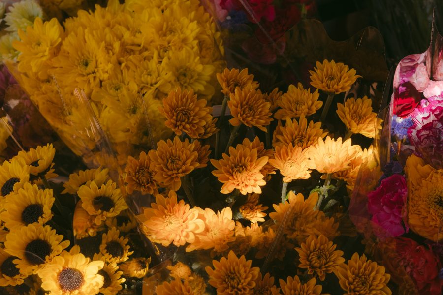 A closeup of various flowers in dim lighting at the Flower Market in Prince Edward, Hong Kong