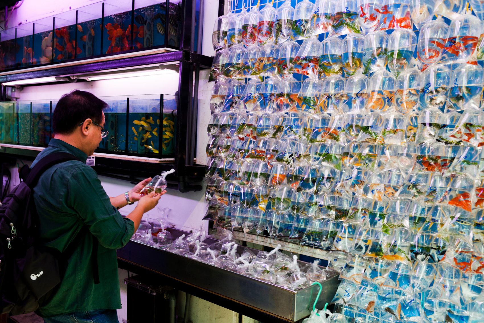 Một người đàn ông đang xem màn trình diễn sôi động của những túi nhựa đựng cá vàng tại Chợ Cá Vàng ở Mong Kok, Hồng Kông