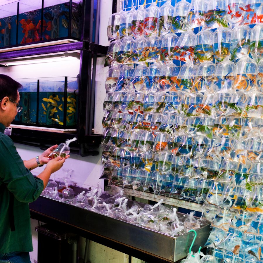 A man browsing a vibrant display of plastic bags of goldfish at Goldfish Market in Mong Kok, Hong Kong