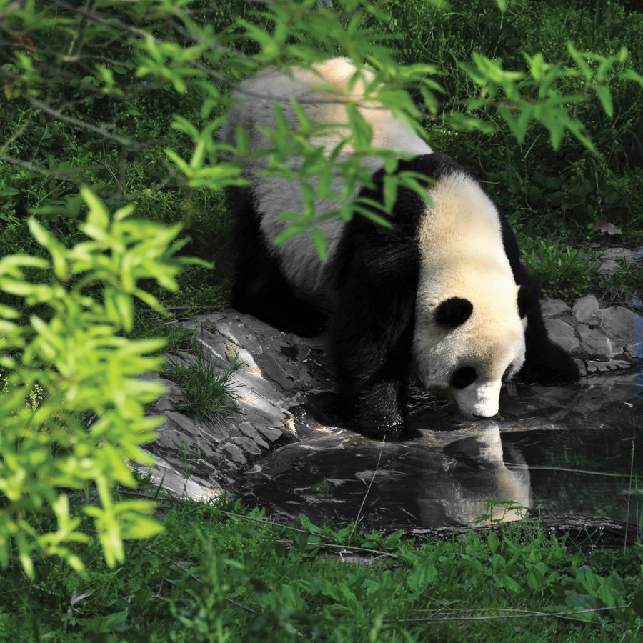 A giant panda drinking water at a river in Chengdu, China