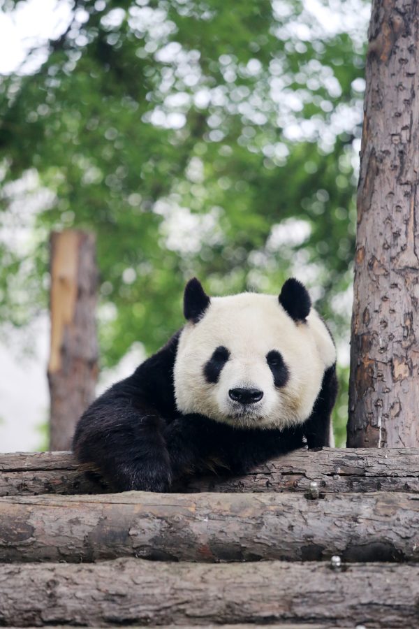 A panda resting its head on a stack of logs 
