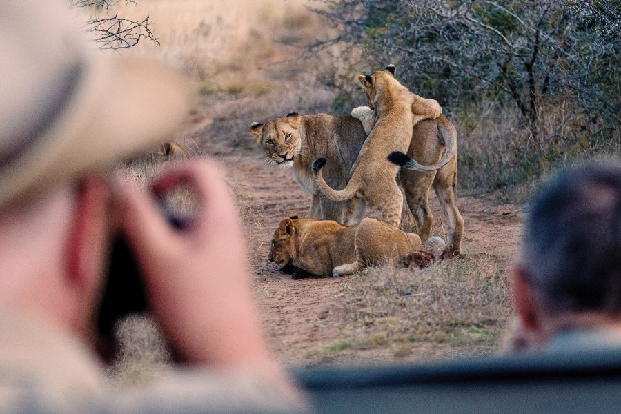 A group of three lions play rough and tumble with each other in the bushvelt, spied by a man with a camera.