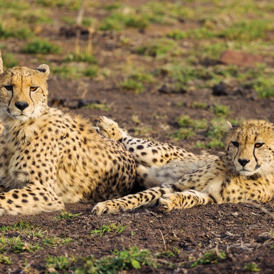 A trio of cheetahs lying in the scrubland.