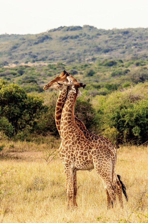 Two giraffes with necks entwined, against a backdrop of yellow grasses and green trees