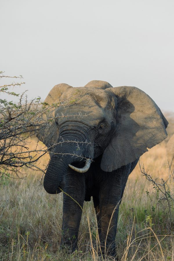 A lone elephant grazes on a spiky bush.
