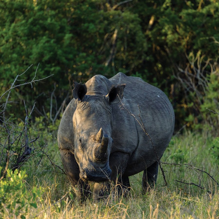 A solitary white rhino in the bushes.