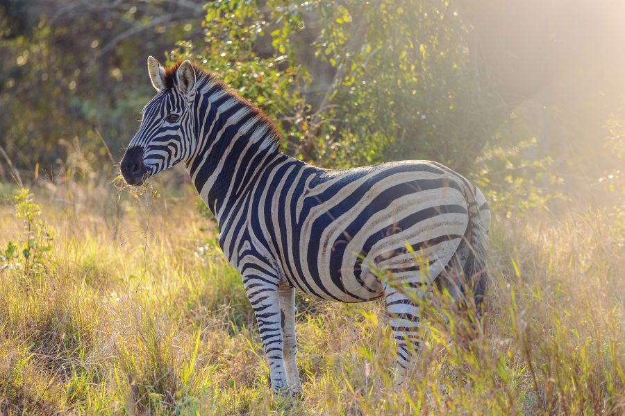 A solitary adult zebra stood in the bushvelt.