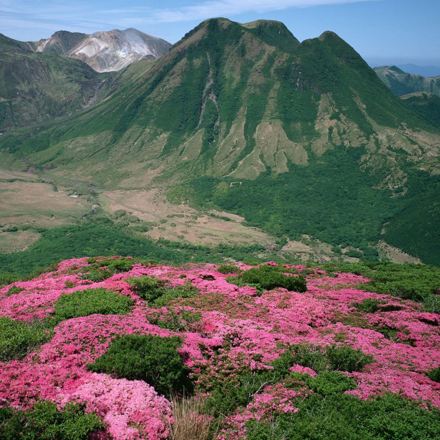 Pink flowers dot the foreground while craggy peaks unfold in the distance.