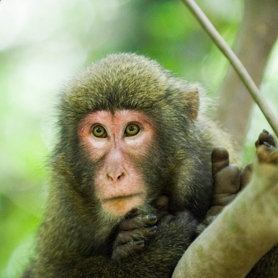 Close up of a curious-looking macaque.