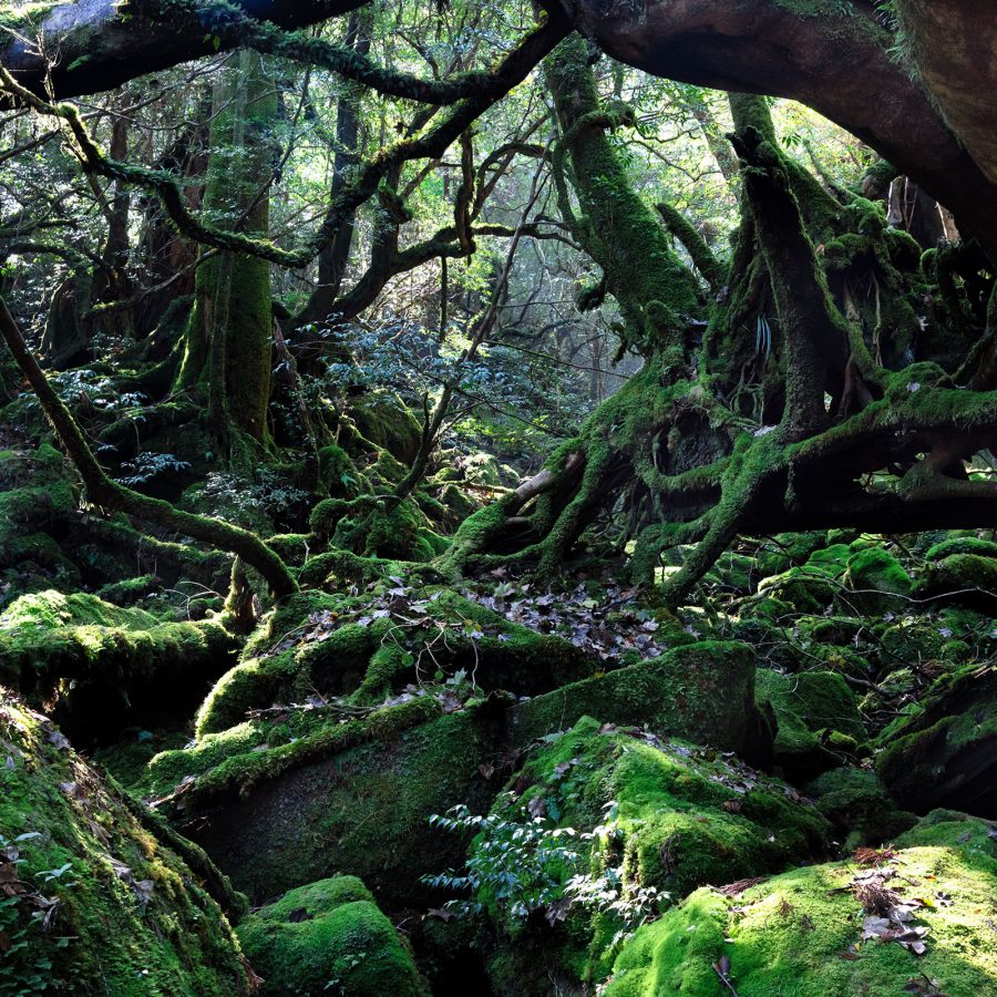 Detail shot of a mossy jungle.