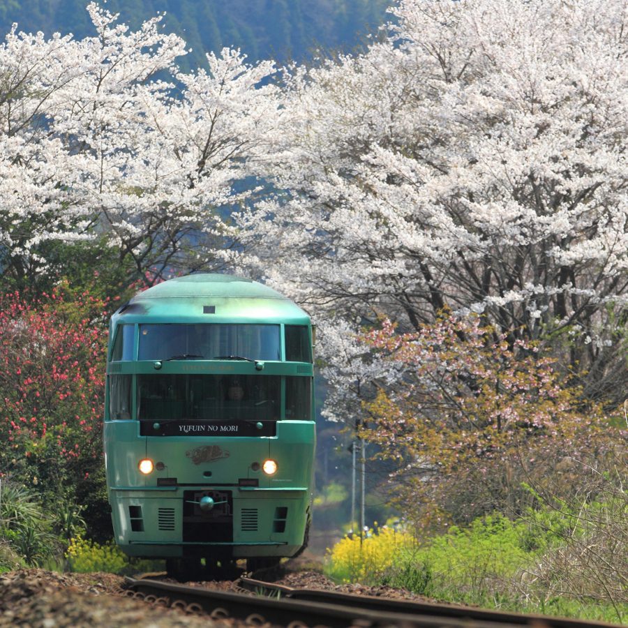 A train emerges from between two trees.