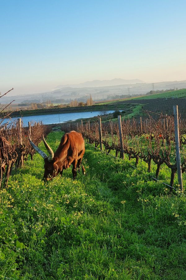 A view of an ox eating grass at Hartenberg Estate vineyards.