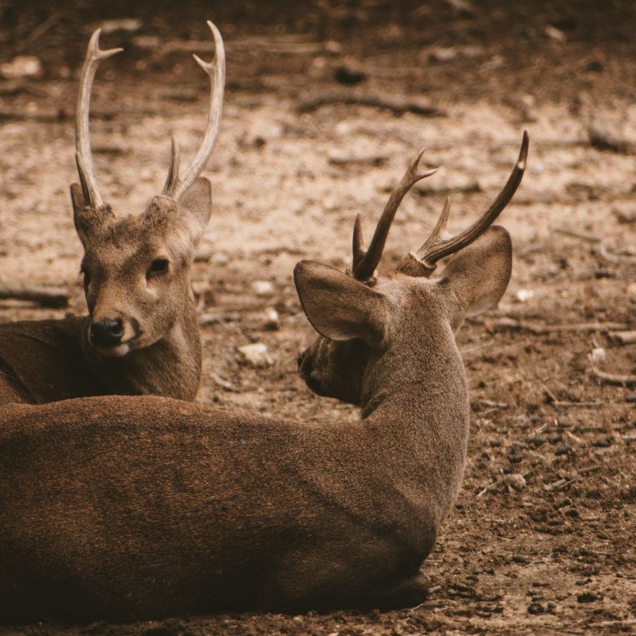 Wildlife in a natural forest setting at Bannerghatta National Park on the outskirts of Bengaluru