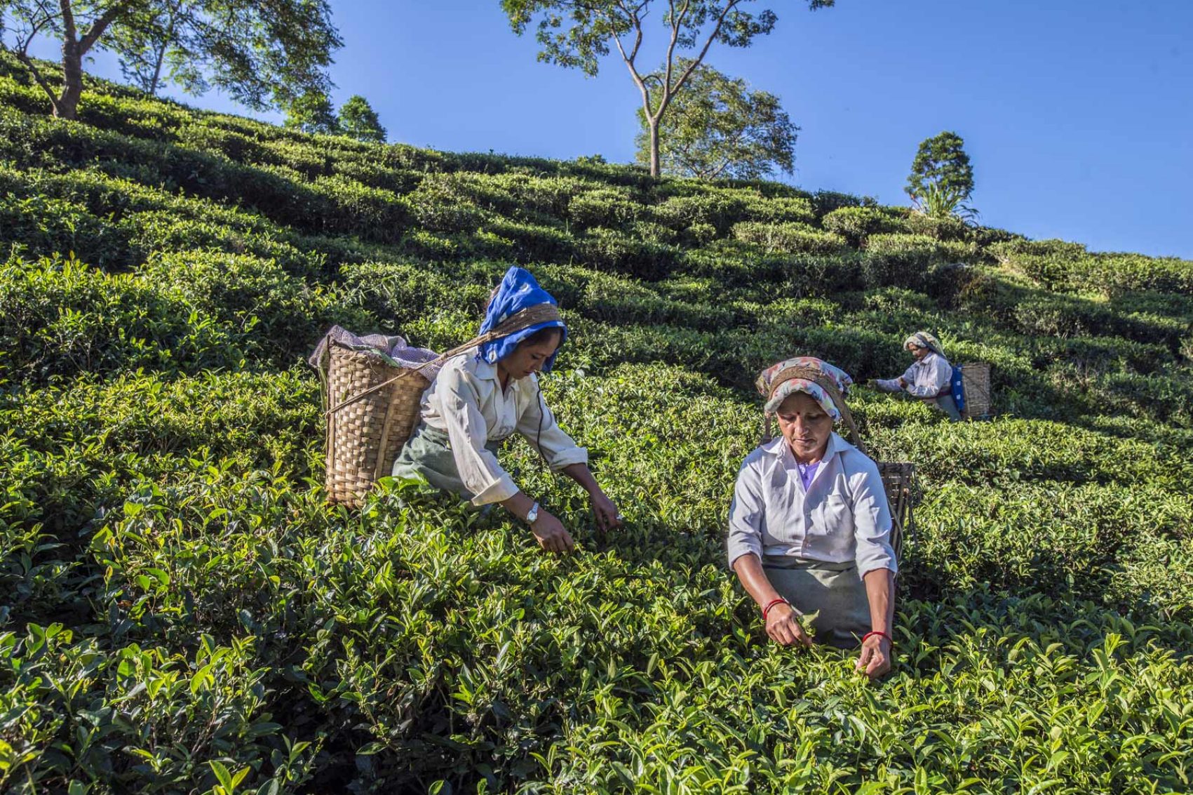 Tea fields of Darjeeling. Credit: Alamy