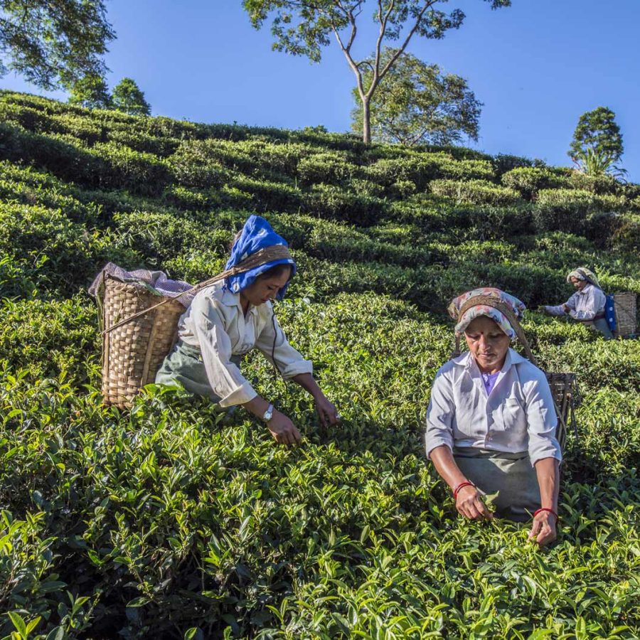 Tea fields of Darjeeling. Credit: Alamy