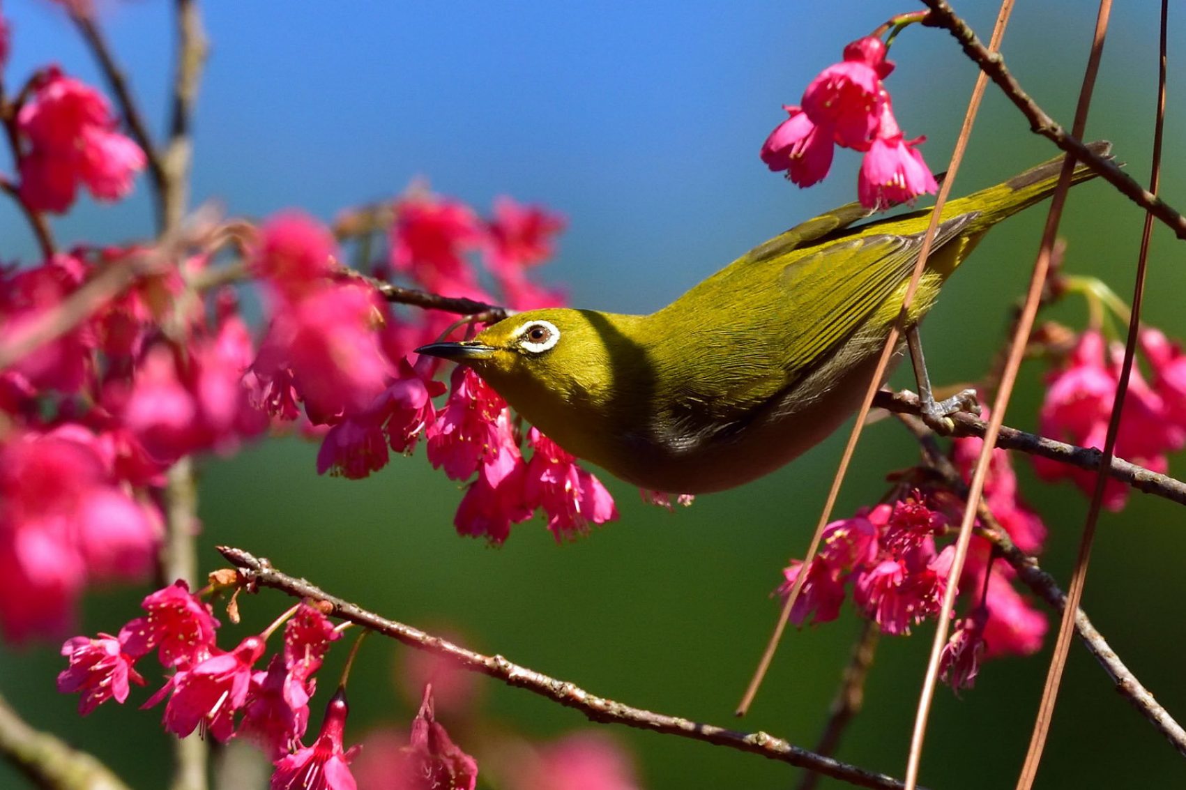 A bird in Hong Kong. Credit: Allen Ng/500px/Getty Images