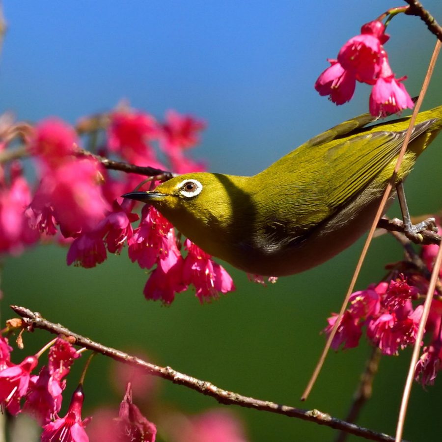 A bird in Hong Kong. Credit: Allen Ng/500px/Getty Images