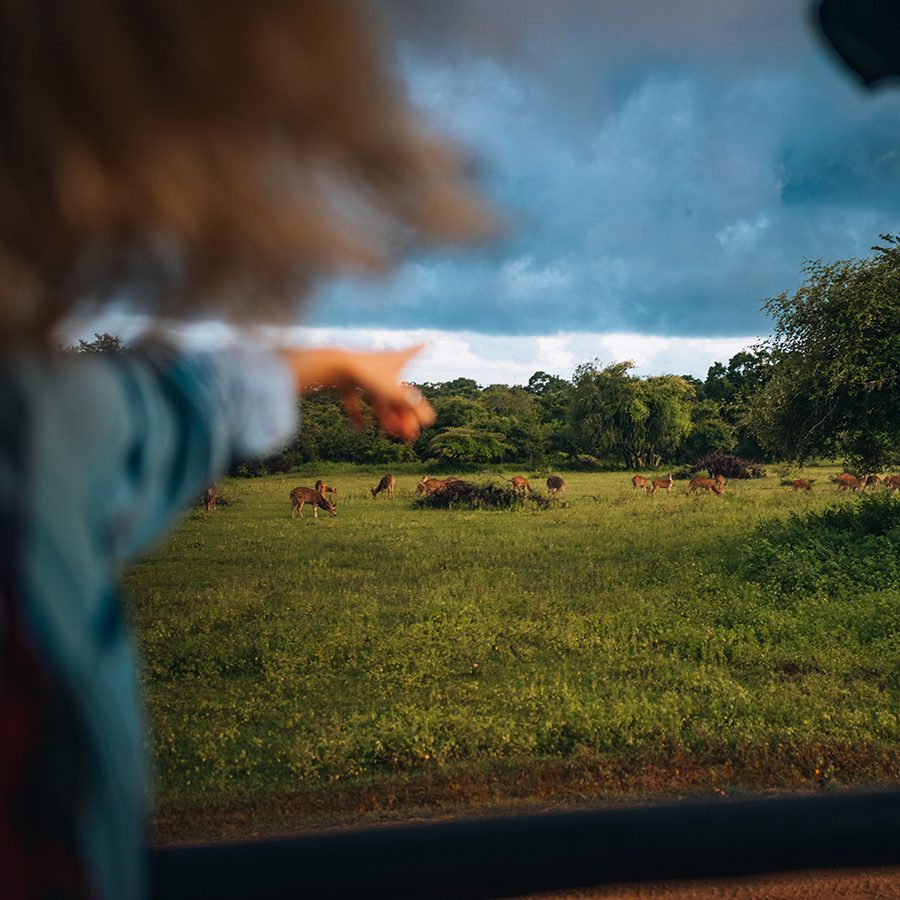 A person points to the far side of the grassland. in Sri Lanka